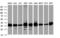 GAPDH antibody, TA890003, Origene, Western Blot image 
