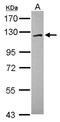 Family With Sequence Similarity 120A antibody, NBP2-16412, Novus Biologicals, Western Blot image 