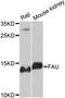 FAU Ubiquitin Like And Ribosomal Protein S30 Fusion antibody, abx125837, Abbexa, Western Blot image 