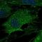 Lysyl Oxidase antibody, HPA043930, Atlas Antibodies, Immunofluorescence image 
