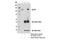 NLR Family Pyrin Domain Containing 3 antibody, 15101S, Cell Signaling Technology, Immunoprecipitation image 