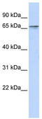 Zinc Finger With KRAB And SCAN Domains 8 antibody, TA343600, Origene, Western Blot image 