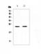 Pep antibody, A02538-1, Boster Biological Technology, Western Blot image 