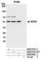 DEAD-Box Helicase 47 antibody, A302-977A, Bethyl Labs, Immunoprecipitation image 