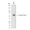 Lipoprotein Lipase antibody, AF7197, R&D Systems, Western Blot image 