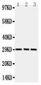 CD134 antibody, PA2136-3, Boster Biological Technology, Western Blot image 
