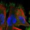 Sodium/bile acid cotransporter 5 antibody, NBP1-85965, Novus Biologicals, Immunofluorescence image 