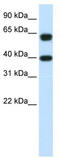 Nuclear RNA Export Factor 3 antibody, TA343859, Origene, Western Blot image 