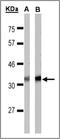 Free fatty acid receptor 1 antibody, AP23088PU-N, Origene, Western Blot image 