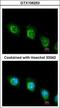 Ubiquitin carboxyl-terminal hydrolase 47 antibody, GTX106253, GeneTex, Immunocytochemistry image 