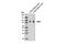 FMR1 Autosomal Homolog 1 antibody, 12295P, Cell Signaling Technology, Western Blot image 