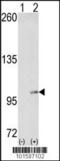 Sek1 antibody, 63-042, ProSci, Western Blot image 