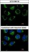 Probable G-protein coupled receptor 32 antibody, GTX108119, GeneTex, Immunofluorescence image 