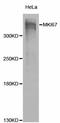 KI-67 antibody, A2094, ABclonal Technology, Western Blot image 