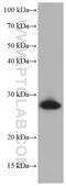 Heat Shock Protein Family B (Small) Member 1 antibody, 66767-1-Ig, Proteintech Group, Western Blot image 
