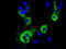 CDGSH Iron Sulfur Domain 1 antibody, TA500905, Origene, Immunofluorescence image 