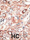 Gap Junction Protein Beta 2 antibody, abx028496, Abbexa, Immunohistochemistry frozen image 