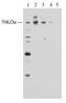 Frizzled Class Receptor 7 antibody, ab51049, Abcam, Western Blot image 