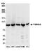 Striatin Interacting Protein 1 antibody, A304-644A, Bethyl Labs, Western Blot image 