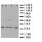 Major Histocompatibility Complex, Class II, DM Beta antibody, LS-C312935, Lifespan Biosciences, Western Blot image 