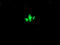 Ciliogenesis Associated TTC17 Interacting Protein antibody, LS-C787662, Lifespan Biosciences, Immunofluorescence image 