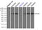 Polo Like Kinase 1 antibody, TA500393, Origene, Immunoprecipitation image 