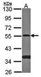 SMAD Family Member 9 antibody, orb73587, Biorbyt, Western Blot image 