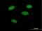 THAP Domain Containing 12 antibody, H00005612-B01P, Novus Biologicals, Immunofluorescence image 
