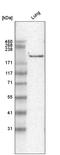 Laminin Subunit Gamma 1 antibody, AMAb91137, Atlas Antibodies, Western Blot image 