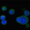 Protein Wnt-5a antibody, orb89218, Biorbyt, Immunofluorescence image 