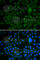 LDL Receptor Related Protein 1 antibody, A1439, ABclonal Technology, Immunofluorescence image 