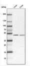 N-acylglucosamine 2-epimerase antibody, NBP1-80851, Novus Biologicals, Western Blot image 