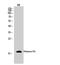 Histone H3 antibody, STJ93529, St John