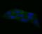Calpain 1 antibody, NBP2-76963, Novus Biologicals, Immunofluorescence image 