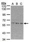 EPM2A-interacting protein 1 antibody, NBP1-31063, Novus Biologicals, Western Blot image 