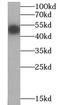 Glycogen Synthase Kinase 3 Beta antibody, FNab03674, FineTest, Western Blot image 