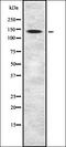 FLII Actin Remodeling Protein antibody, orb336973, Biorbyt, Western Blot image 