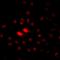N-Acetyltransferase 10 antibody, LS-C668383, Lifespan Biosciences, Immunofluorescence image 