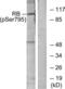 RB Transcriptional Corepressor 1 antibody, LS-C117468, Lifespan Biosciences, Western Blot image 