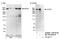 Ubiquitin Specific Peptidase 34 antibody, NB100-2863, Novus Biologicals, Western Blot image 