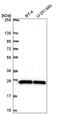 Small Nuclear Ribonucleoprotein Polypeptides B And B1 antibody, HPA067842, Atlas Antibodies, Western Blot image 