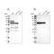 NOP58 Ribonucleoprotein antibody, NBP1-81680, Novus Biologicals, Western Blot image 