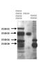 Phosphodiesterase 4B antibody, PA1-31134, Invitrogen Antibodies, Western Blot image 