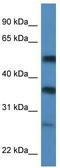 Plasminogen activator inhibitor 1 RNA-binding protein antibody, TA345745, Origene, Western Blot image 