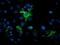 Mitochondrial Intermediate Peptidase antibody, MA5-26411, Invitrogen Antibodies, Immunocytochemistry image 