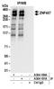Zinc Finger Protein 407 antibody, A304-180A, Bethyl Labs, Immunoprecipitation image 