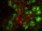 Chymotrypsin Like Elastase 1 antibody, GTX21876, GeneTex, Immunofluorescence image 
