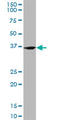 Fizzy And Cell Division Cycle 20 Related 1 antibody, LS-B6070, Lifespan Biosciences, Western Blot image 