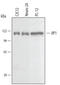 Mitogen-Activated Protein Kinase 8 Interacting Protein 1 antibody, AF4366, R&D Systems, Western Blot image 