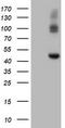 Carboxypeptidase A2 antibody, TA504622, Origene, Western Blot image 